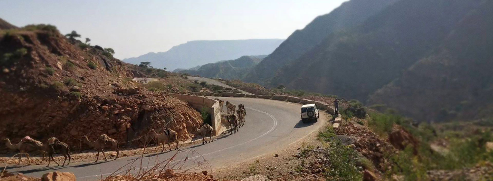 Winding road with camels
